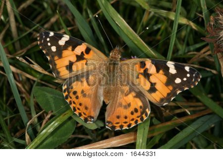 Papillon Vanessa Cardui