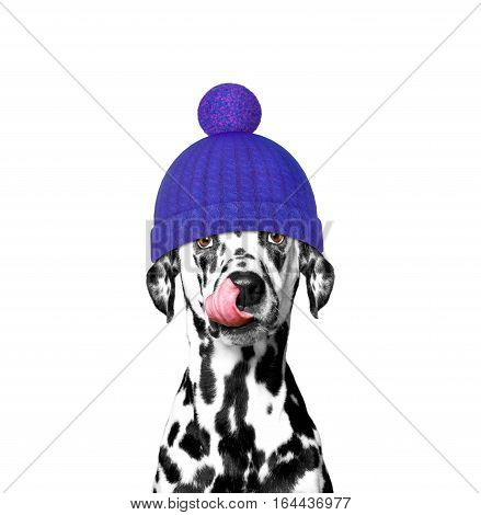 winter dog in a wool hat -- isolated on white