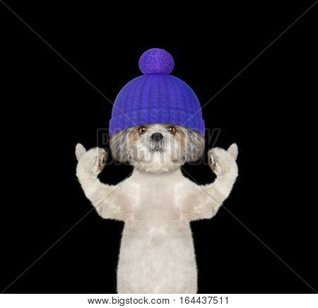 winter dog in a wool hat -- isolated on black