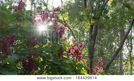 Blooming Red Flower Of Megaskepasma Erythrochlamys Lindau With Sunlight