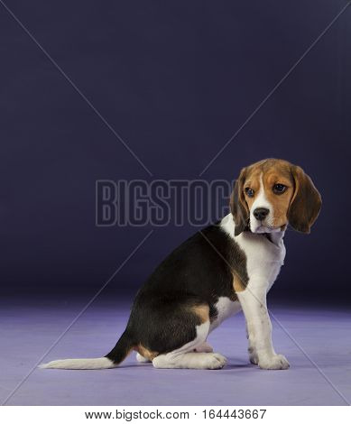 Baby beagle on the studio with blue background