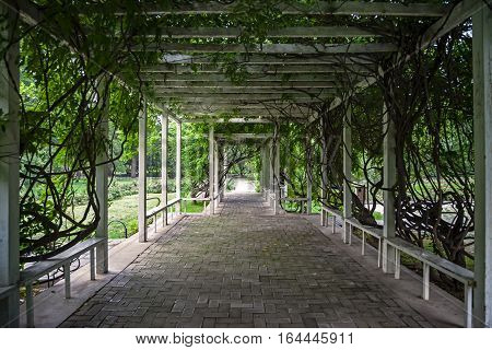 Wooden arbour covered with lianas in park