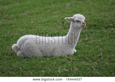 Unge hvide Alpaca