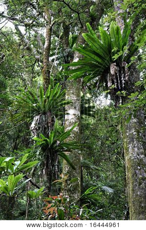 Rainforest - Lamington Milli Parkı