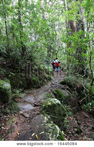 Parque Nacional de Lamington