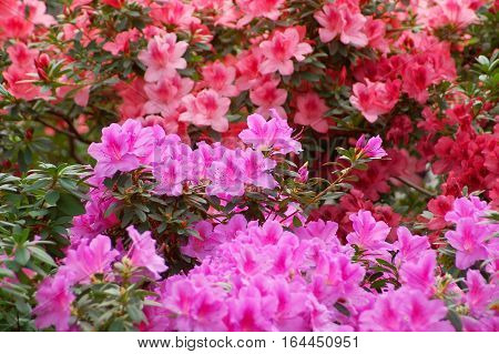 Azalea (rhododendron Molle. Blume)