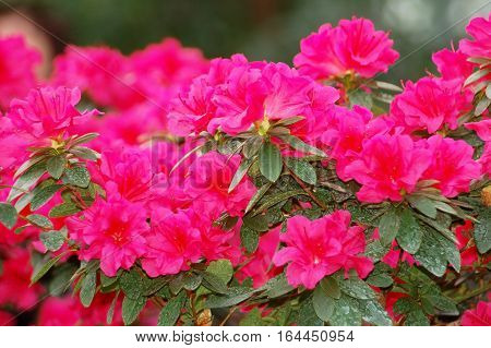 Azalea (rhododendron Molle. Blume)