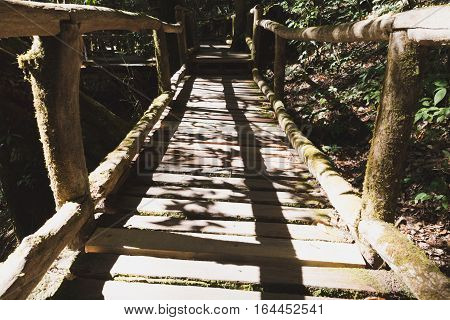 Rain Forest Walk Way In Ang Ka Nature Trail Located In Doi Inthanon National Park, The Highest Peak