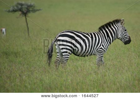 Zebra Masai Mara Kenya