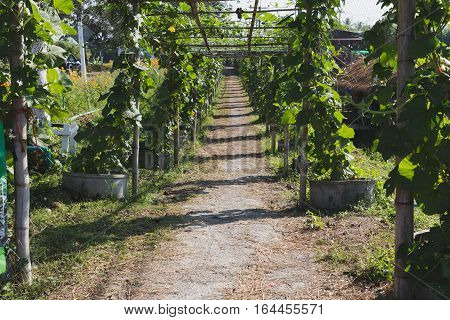 Gourd, Calabash Gourd, Flowered Gourd, Fruit And Trees In The Garden