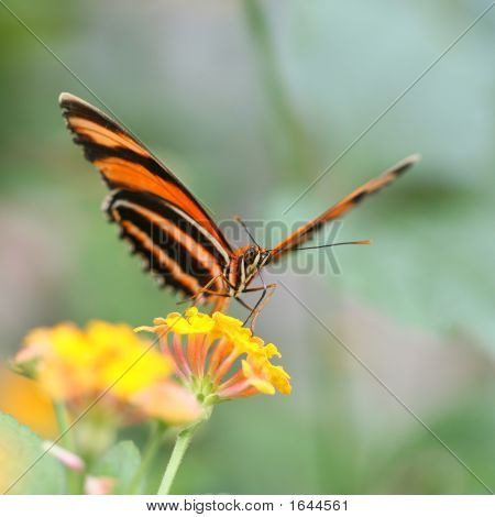 Papillon sur fleur jaune
