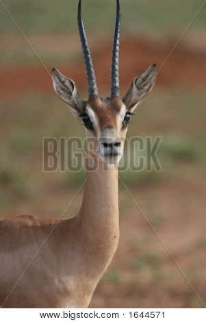 Impala Tsavo Est Kenya