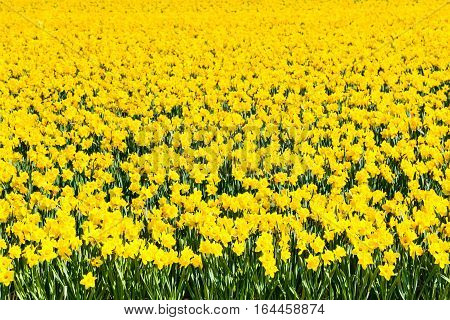 Field of yellow daffodil flowers blooming in spring panoramic background texture