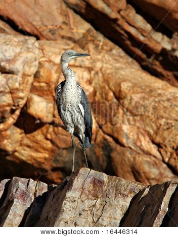 Heron at Ormiston Gorge, NT Australia