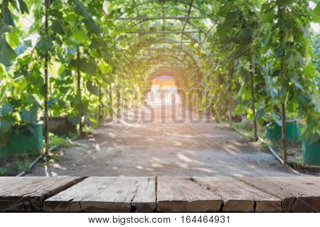 Gourd, Calabash Gourd, Flowered Gourd, Fruit And Trees In The Garden (blur Image) With Selected Focu