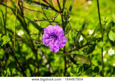 purple flower is green left  background ,