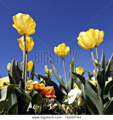 Tulipani di Canberra Floriade Festival