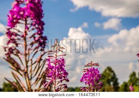 fireweed blooming summer day. blooming willow tea