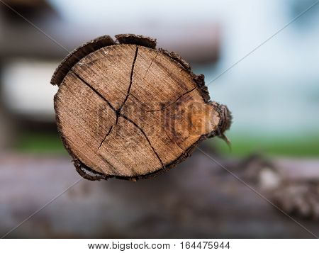Closeup of round wood crosscut in side view