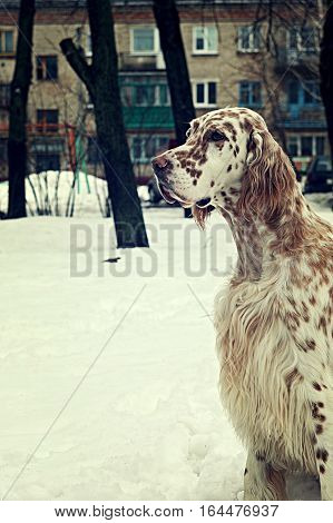 Winter close up portrait of huntung breed white with brown spots dog - english setter sitting in the white snow