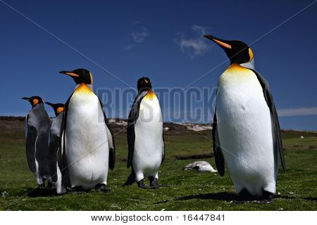 Tři krále Penguins na místě dobrovolníka na Falklandských ostrovech