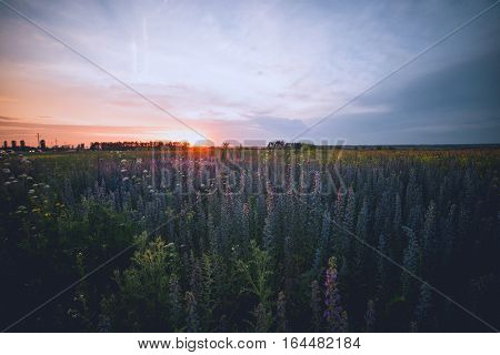 Mauve flowers on a background of beautiful sunset