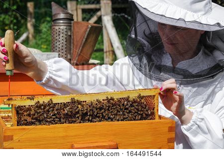 Apiary - woman beekeeper in white worksuite with bees