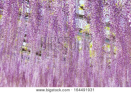 Beautiful wisteria bloomimg in end of spring season