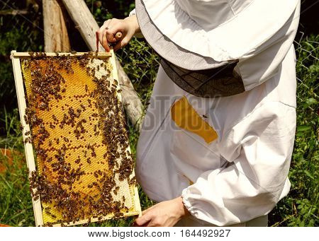 Beekeeper in white worksuite with bees in beehive