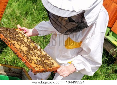 Woman beekeeper in white worksuite with bees