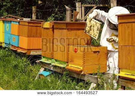Beekeeper in white worksuite near beehives with bees
