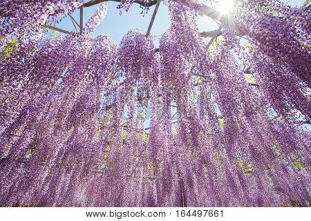 Beautiful wisteria bloomimg in end of spring season