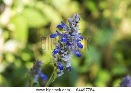 Many small blue flowers in the forest