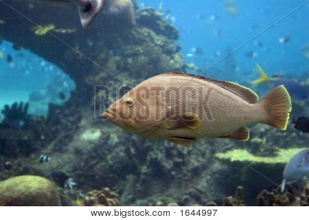 Grouperfish
