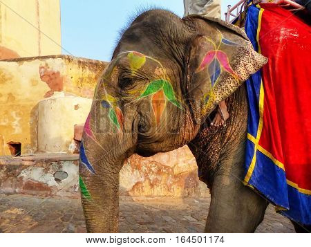 Portrait of painted elephant walking up to Amber Fort near Jaipur Rajasthan India. Elephant rides are popular tourist attraction in Amber Fort.