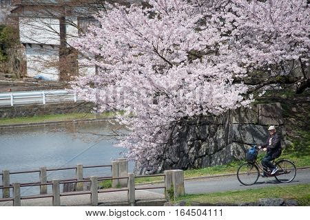 Yamagata - April 15:The old man riding a bicycle at Kajo Park which is Yamagata Castle ruin Famous spot of Yamagata-shi first-rate cherry tree where approximately 1500 cherry trees are in full glory in April 152015
