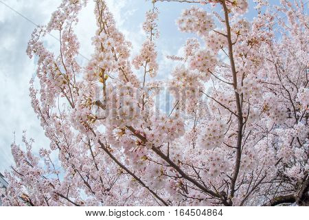 Cherry blossom tree at Yamagata Japan with sun light for background