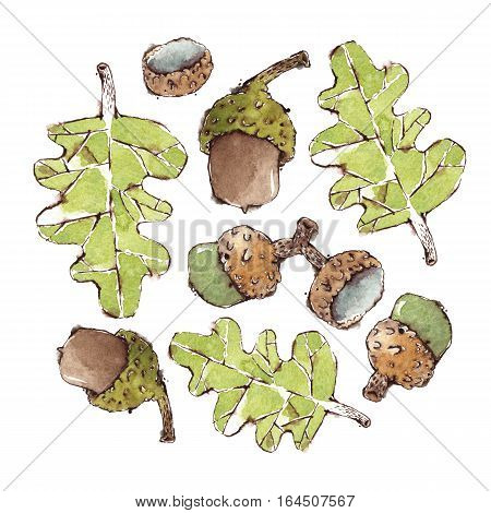 Watercolor oak leaves and acorns set. Isolated on white. Based on an original hand painted watercolors artwork.