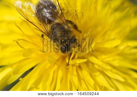 bee collects pollen on a bright yellow dandelion, plunged headlong into the work