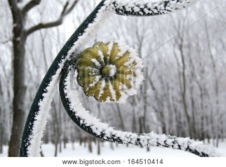 garden fence in hoarfrost  fragment with a white frost