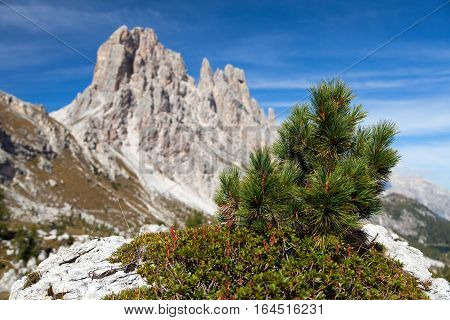 Small pine tree and stone and Cima Ambrizola and Clroda da Lago Italien dolomites