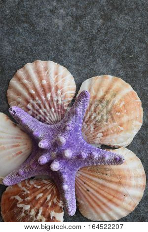 Beautiful colored sea shells on stone background mazarine