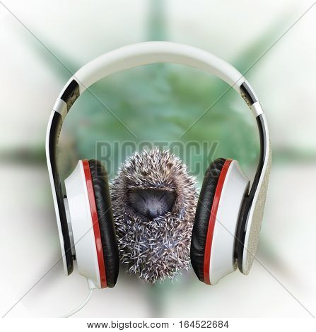 Young hedgehog in headphones listening to music. Be yourselves. Contemporary music and youth. Relax with our time. Meditation. Search yourself. Loneliness.