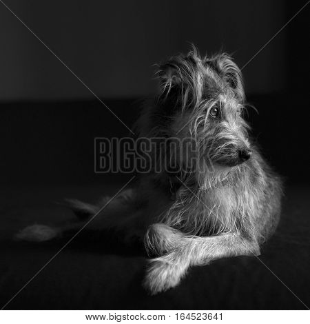 dog sitting portrait in black and white