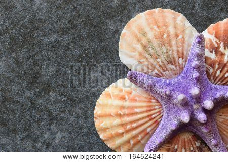 Beautiful colored sea shells on stone background mazarine
