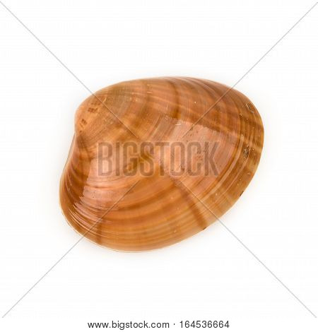 Sea shell isolated on white background close up