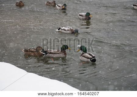 The view of ducks on a lake in winter time. Berchtesgaden Bavaria Germany.
