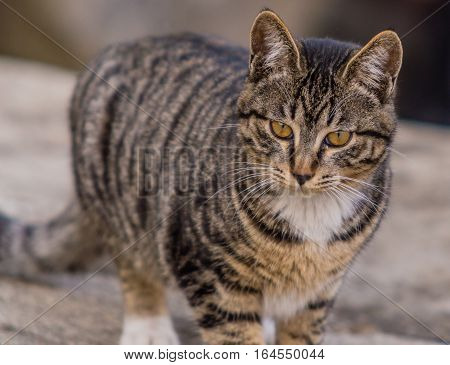 Close up of a black and white tabby cat standing on a large bolder