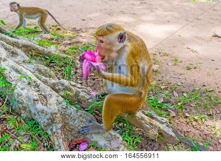The toque macaque eats the bright pink lotus flower sitting on the tree's roots Anuradhapura Sri Lanka.
