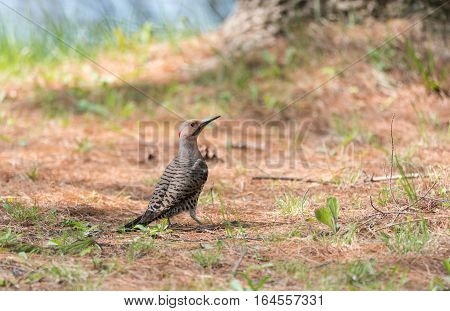 Happy North American Yellow Shafted Flicker - Colaptes auratus -  on the woodland floor in spring hunting for grubs in the ground.